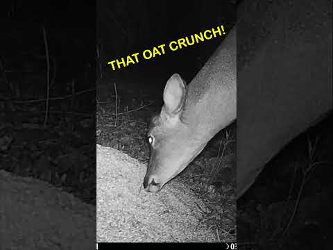 Whitetail Deer having itself an OAT FEAST! #trailcam #wildlife #theoutdoortheater #animals