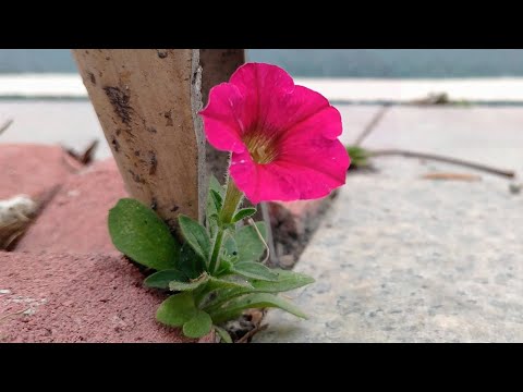 Encounter a petunia flower 🌺 that grows naturally on the side of the road