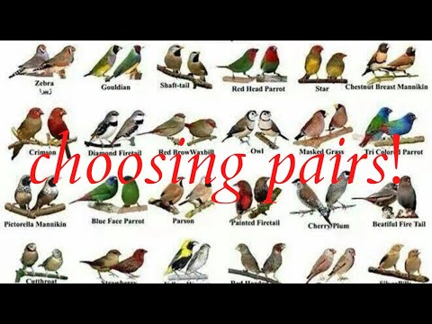 #2 Breeding season 22/23 - Choosing pairs !