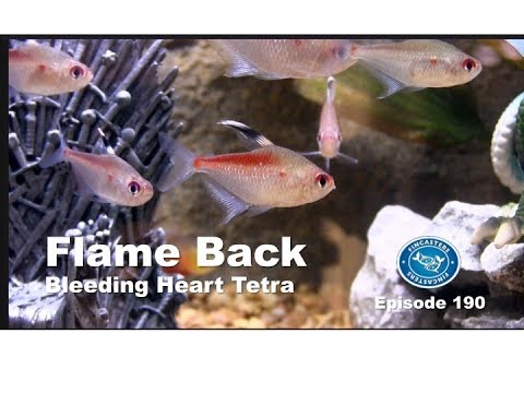 Flame Back Bleeding Heart Tetra | Fincasters Episode 190