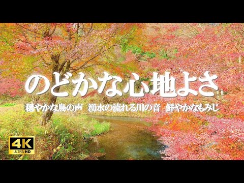 のどかな心地よさ：穏やかな鳥のさえずり、湧水の流れる川の音、紅葉 / リフレッシュ、勉強、作業の集中力向上【自然音,ASMR,立体音響,4K,relaxing  nature sounds】