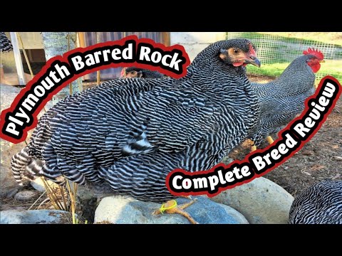 Plymouth Rock Chicken| Complete breed analysis| The best heriatge breed for meat? #fjfarms #plymouth