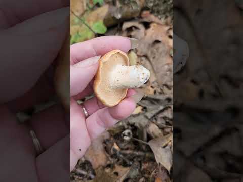 Foraging Hedgehog mushrooms #ediblemushrooms #wildmushrooms #wildedibles