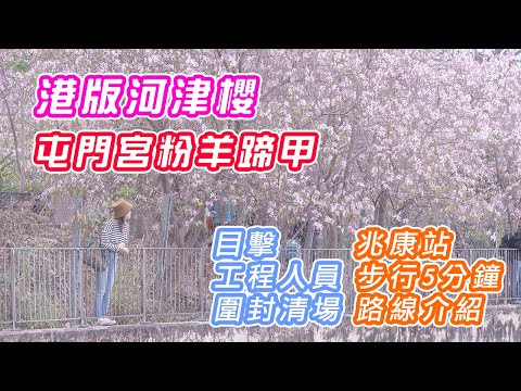 【屯門宮粉羊蹄甲】港版河津櫻 | 目擊工程人員圍封清場 ! | 兆康站步行5分鐘路線介紹 | 富泰邨明渠 | 河畔粉紅花海 | Nikon Zfc