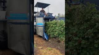 Harvesting Boysenberries | Korvan 9000 Berry Picker