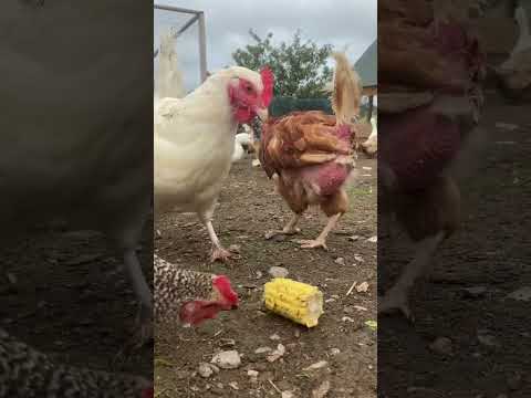 This is how chickens eat sweetcorn 😊 #chickens #shorts #chickenvideo