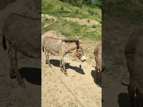 Cute donkeys came to drink #shorts #donkey #donkeystory #organicvillagelife