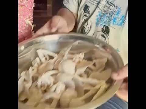 oyster mushroom part 2 #shorts