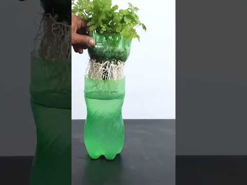 grow coriander in 7 days