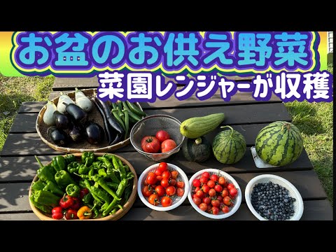 【楽しい家庭菜園】いろいろな種類たくさんの野菜で迎え盆にお供えする！充実の収穫野菜