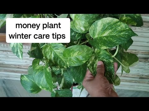 Money plant winter care tips | winter season care tips | #moneytips #moneyplant #winterspecial