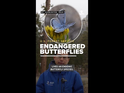 Planting 1,500 rubberweeds to save endangered butterfly