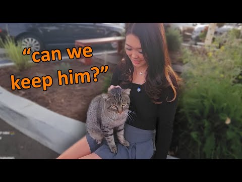 We Found A Lost Cat...