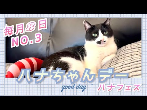 【こんにちは！ハナちゃんです】毎月８日はハナちゃんデーＮｏ.３