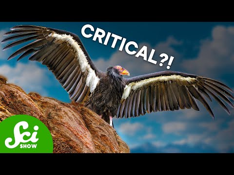 How a Die-Off of Vultures Cost a Country Billions