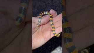 Super SMALL Snake!