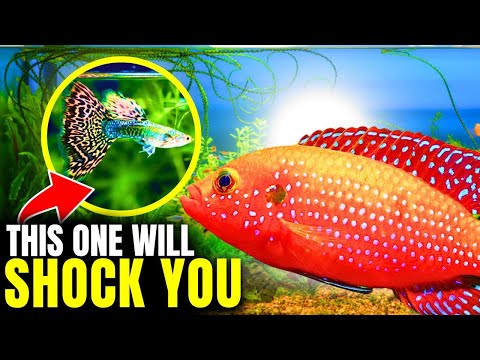 Top 10 Most Beautiful Freshwater Fish...