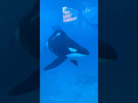 Orcas Of SeaWorld San Diego 🐳 ❤️ #shorts