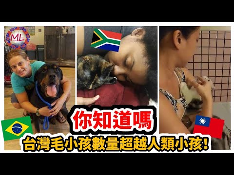 台灣毛小孩數量超越人類小孩！你知道嗎？Taiwan's Fur Babies Outnumber Human Babies! Did You Know?