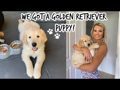 We got a Golden Retriever Puppy!! Picking up Finn our Golden Boy!