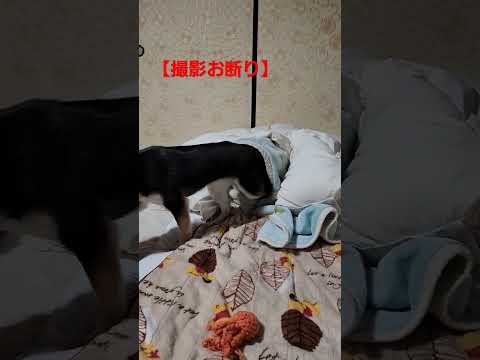 飼い主の撮影が気に入らず隠れる柴犬。