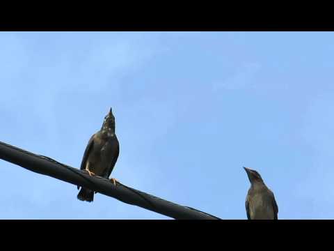 騒々しいムクドリたちーNoisy white-cheeked Starlings