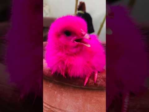 Wow baby chicks world - Cute Chicks Sound #birds #wildlife #shorts #trending