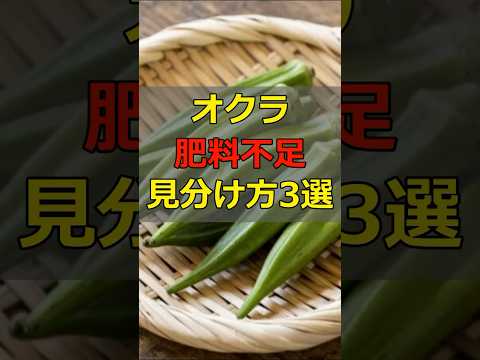 オクラの肥料不足を見分ける方法3選 #野菜栽培 #家庭菜園 #おくら #農業 #初心者 #菜園