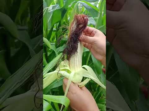 harvesting Homegrown organic corn 🌽 #corn