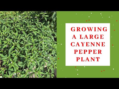 Growing a large cayenne pepper plant