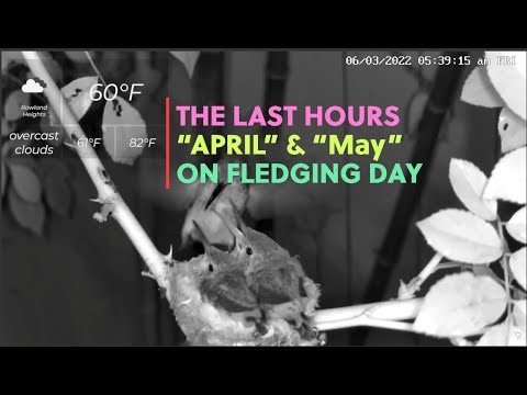 What Happened with Flora's Babies "April" and "May" in the Last Hours on Fledging Day