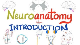 Introduction to Neuroanatomy - Learn the Basics - Neuroanatomy Playlist