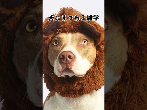 犬にまつわる雑学#雑学 #犬#dog #ペット