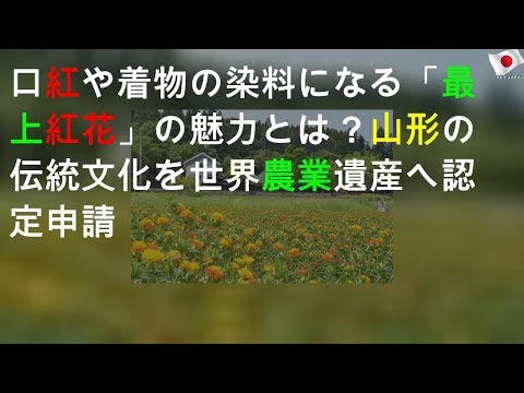 口紅や着物の染料になる「最上紅花」の魅力とは？山形の伝統文化を世界農業遺産へ認定申請