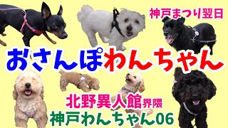 【北野異人館】【おさんぽわんちゃん】神戸まつり翌日に神戸の北野異人館かいわいをお散歩するわんちゃん。神戸わんちゃん06