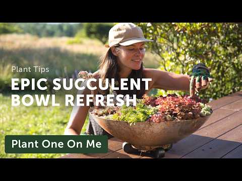 COLD-HARDY SUCCULENT Planter Refresh (with Special Guests) — Ep. 383