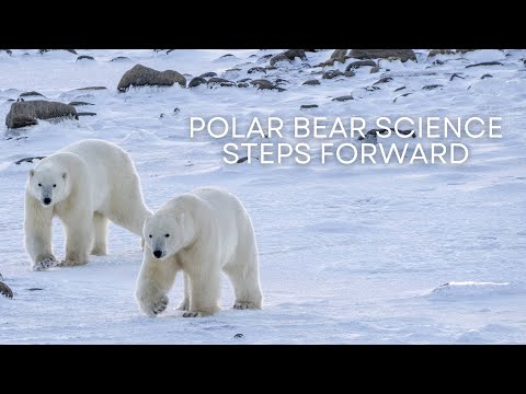 Polar Bear Science Steps Forward | Tundra Connections