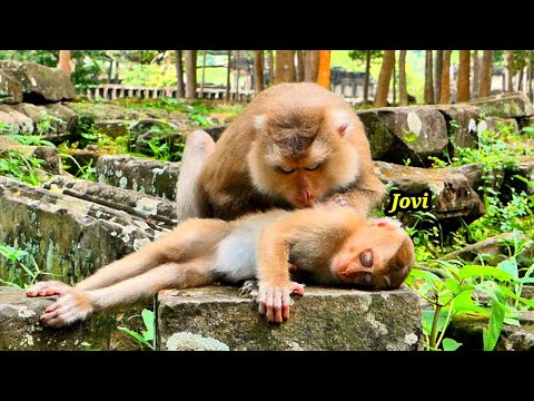 Wonderful Time..// Monkey Joyce Really Loves her Baby JOVI perfect take care with true heart.