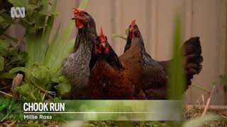 The chook run from gardening Australia