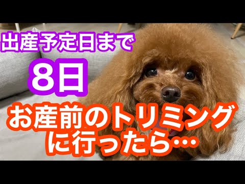 出産まで8日！トリミングに行ったら…❤️