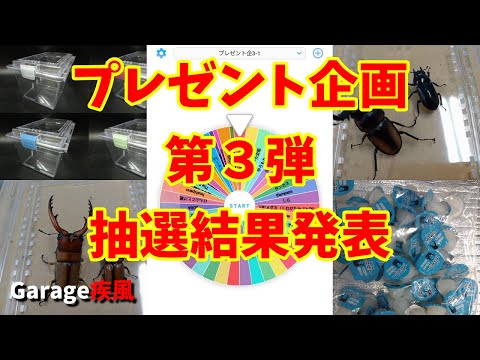 第３回プレゼント企画　当選発表！！　#クワガタ