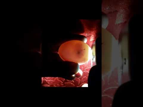 CANDLING CHICKEN EGGS DAY 8 #Viral #Shorts