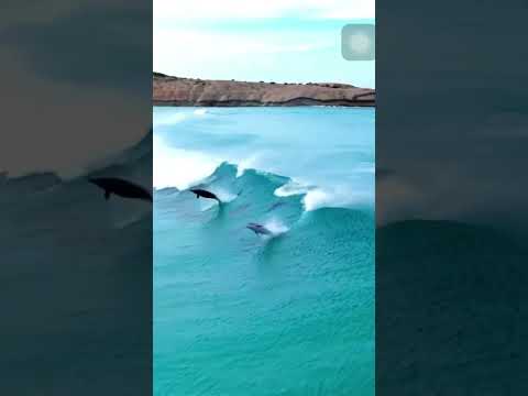 🌊🐳❤️ #animals #beach #beautiful