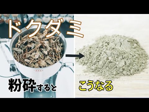 【ドクダミ茶作りに】ドクダミを卓上粉砕機で砕いてパウダー加工しました