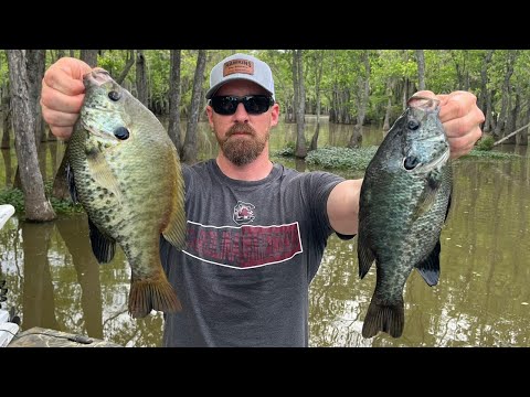 GIANT SHELLCRACKER | Shellcracker fishing on Santee Cooper | #redearsunfish #fishing #panfishing