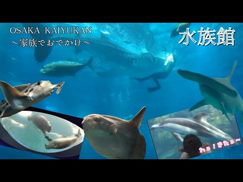 【水族館】大阪の海遊館（かいゆうかん）に行ってきたよ♪ジンベイザメの餌やりのタイミングに遭遇！色んな魚を見て子供が大はしゃぎ♪【楽しいおでかけ】aquarium osaka kaiyukan