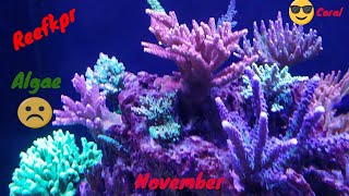 Red Sea Reefer 525XL. November update, Algae id?? Calcium Reactor??