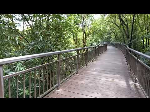 Simply Cool Travel Journey 16Oct2020 Kent Ridge Park- canopy walk ( Singapore)