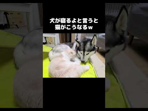 犬が「寝るよ！」と言うと猫がこうなります...笑#shots