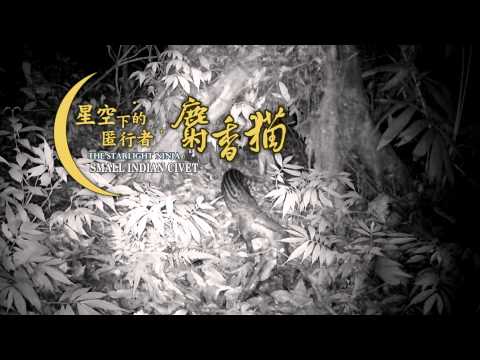 星空下的匿行者-麝香貓 3分鐘國語版